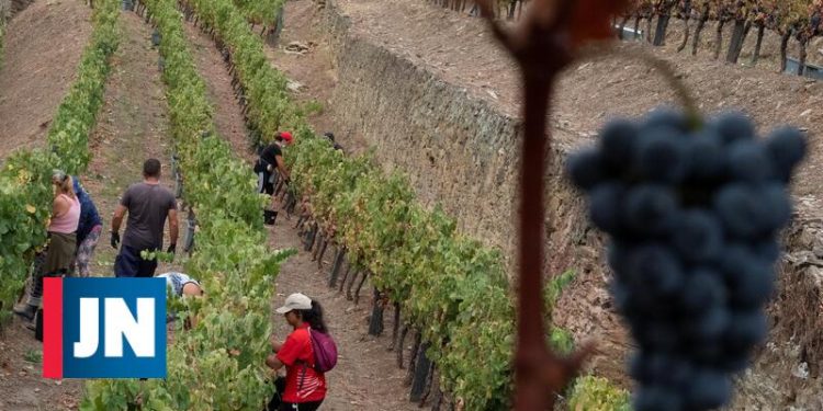 Produção de vinho no Douro vai ser menor devido à seca e ao calor