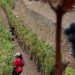Produção de vinho no Douro vai ser menor devido à seca e ao calor