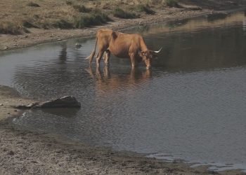 Seca provoca quebras de produção em várias culturas e meses difíceis para a pecuária no Alto Alentejo