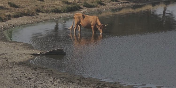 Seca provoca quebras de produção em várias culturas e meses difíceis para a pecuária no Alto Alentejo
