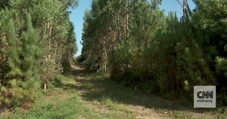 Seca severa, risco máximo de incêndio - e a água, que vai acontecer? Atenção a Viana e ao Alto Minho