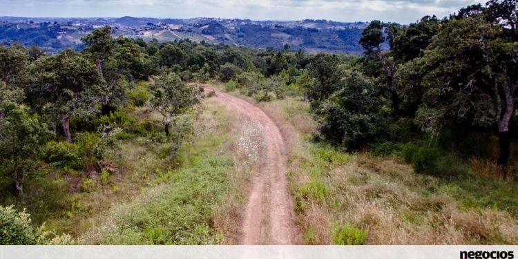 Serviços de limpeza de terrenos sem mão-de-obra e mais caros com país em risco máximo de incêndio