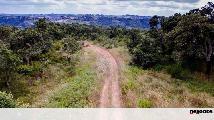 Serviços de limpeza de terrenos sem mão-de-obra e mais caros com país em risco máximo de incêndio