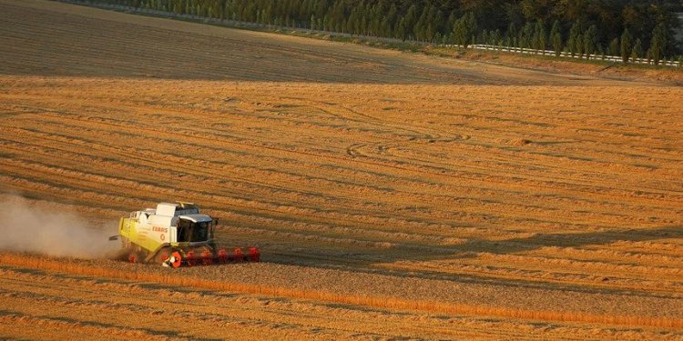 Ucrânia: Milhões de toneladas de cereais por armazenar