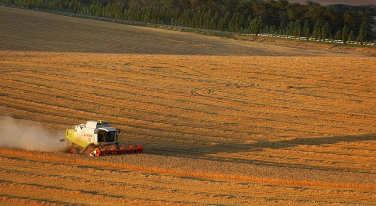 Ucrânia: Milhões de toneladas de cereais por armazenar