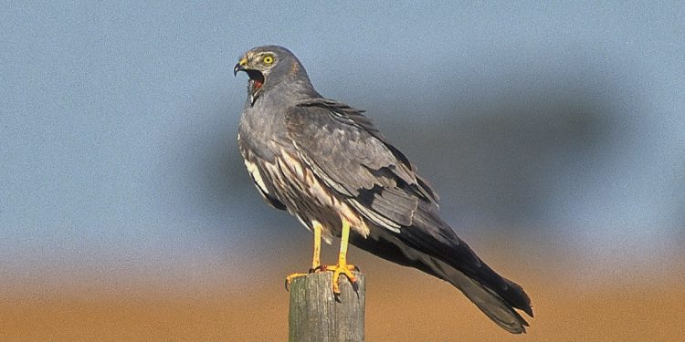 Tartaranhão-caçador