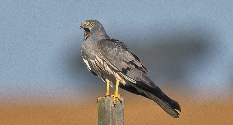 Tartaranhão-caçador