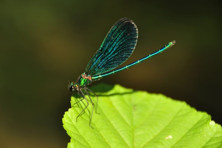 biodiversidade