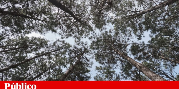 floresta