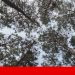 floresta