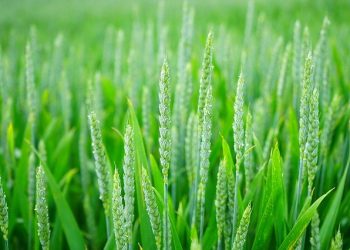 barley