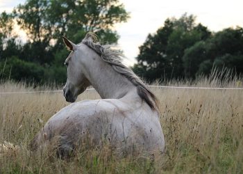 cavalo