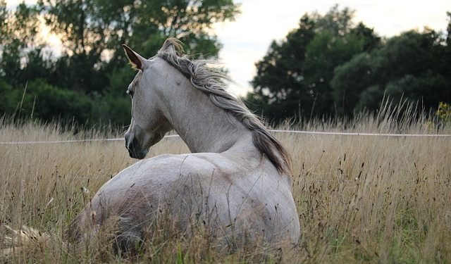 cavalo