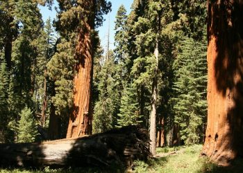 sequoia