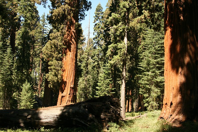 sequoia