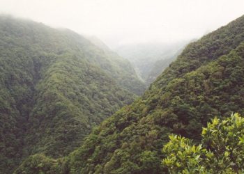 sapadores madeira