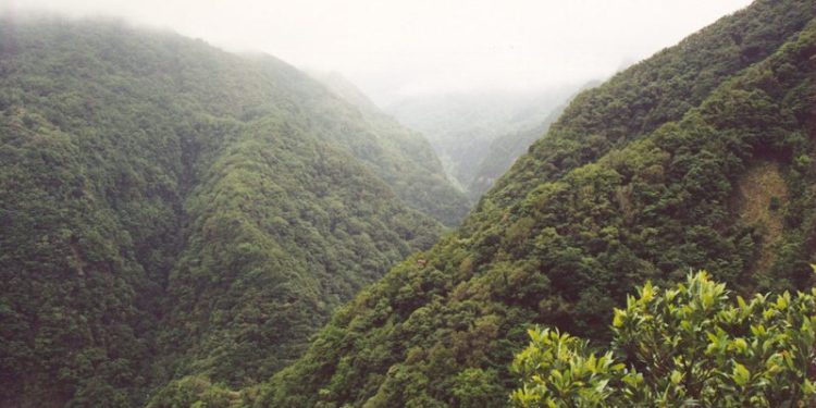 sapadores madeira