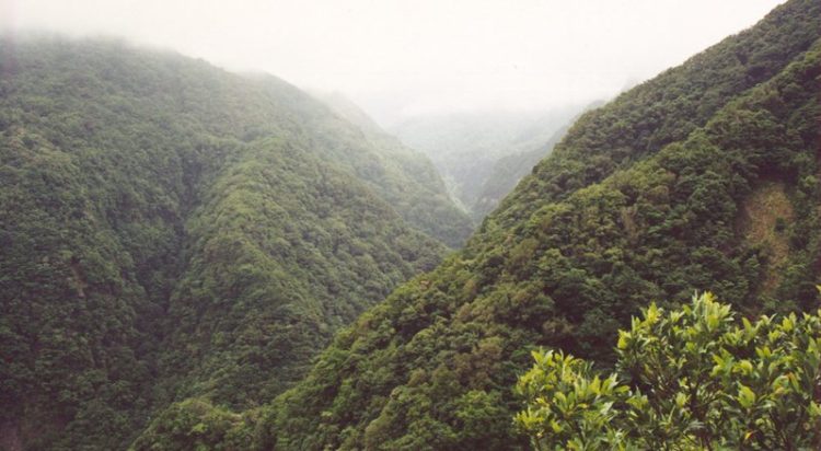 sapadores madeira