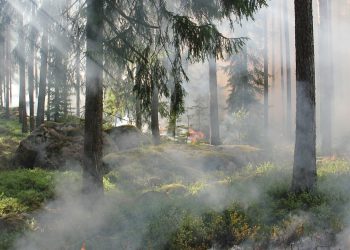forest fire