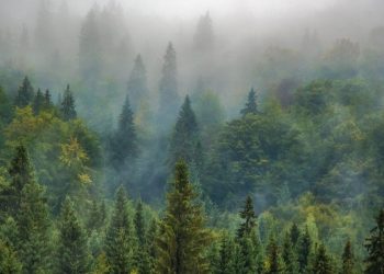 forest