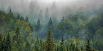 forest