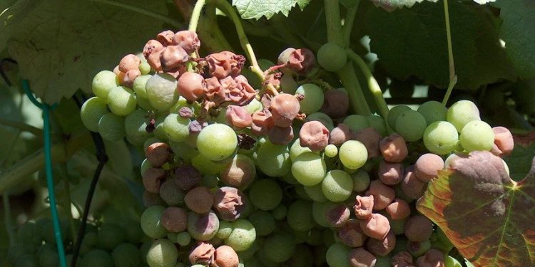 uvas