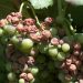 uvas