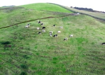 vacas