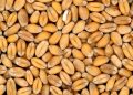 grain