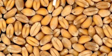 grain