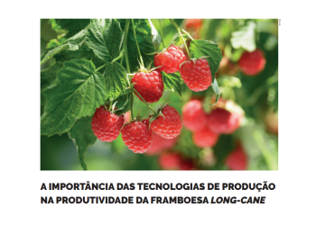 Tecnologias de Produção framboesa