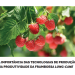 Tecnologias de Produção framboesa