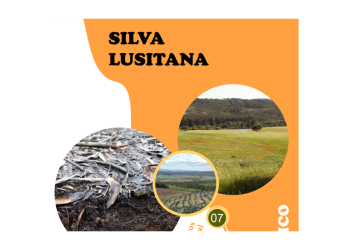 silva lusitana
