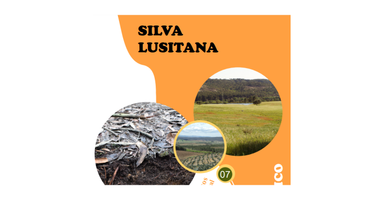 silva lusitana