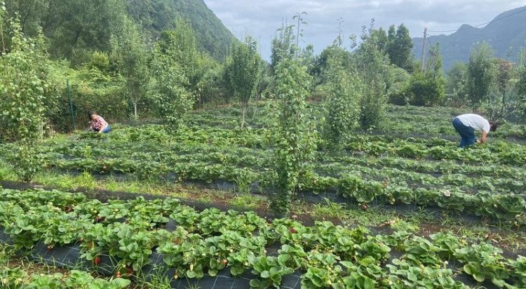 madeira agricultura biológica