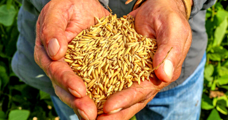 arroz