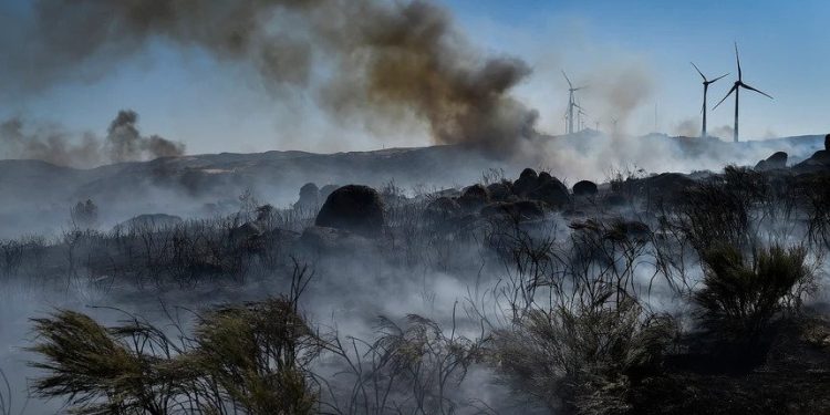 tiago oliveira incendios