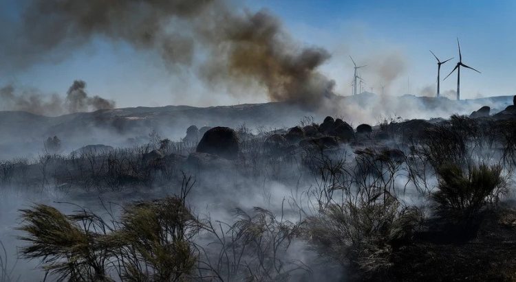 tiago oliveira incendios