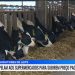 custos produção de leite