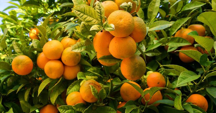 Produtores do Algarve