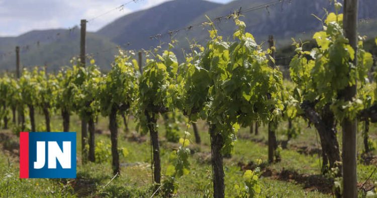 vinhas alterações climáticas