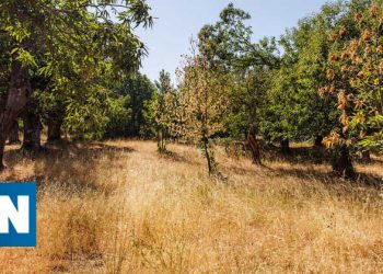 Trás-os-Montes