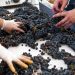 produtores de vinho