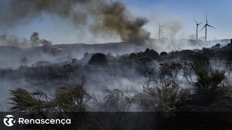 hectares ardidos em Portugal