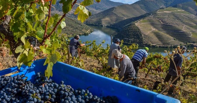 vendas vinho porto