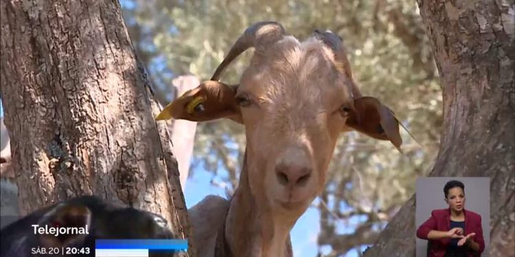 veterinários serra da estrela