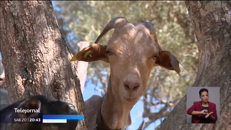 veterinários serra da estrela