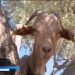 veterinários serra da estrela