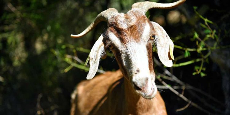 cabras sapadoras