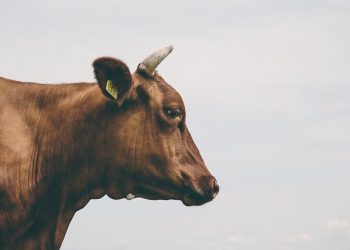 cow